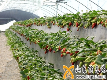高都有機(jī)草莓 (1)_副本.jpg
